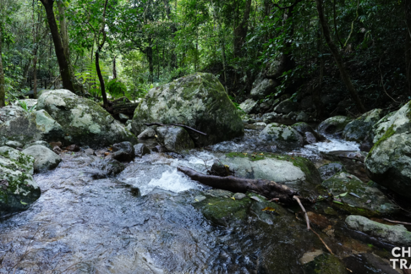 Exploring_Wuzhishan__Hainan_s_Lush_Biodiversity_Haven
