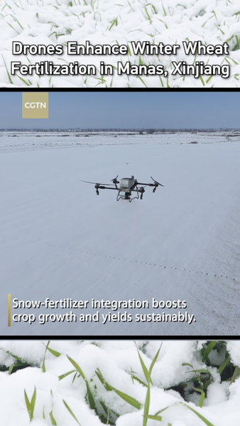 FM7B1R7R38H47OSF70Y7 - News for amigos, by amigos Drones Boost Winter Wheat Fertilization in Xinjiang’s Manas County video poster