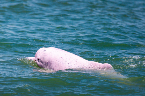 First_Chinese_White_Dolphin_Doc_Premieres_Across_the_Chinese_Mainland