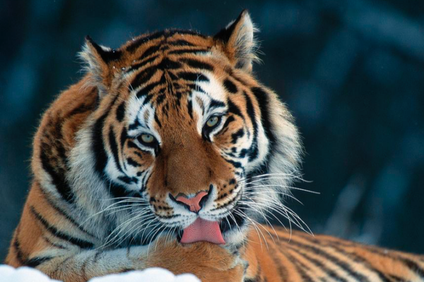 First_Wild_Siberian_Tiger_Quintuplets_Spotted_on_the_Chinese_Mainland