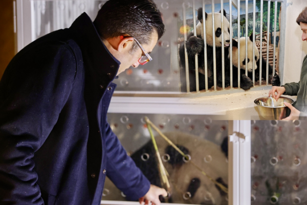 France to Welcome New Giant Pandas in 2027 🐼