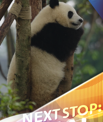 Chengdu’s Giant Pandas: Fluffy Superstars of the Chinese Mainland video poster