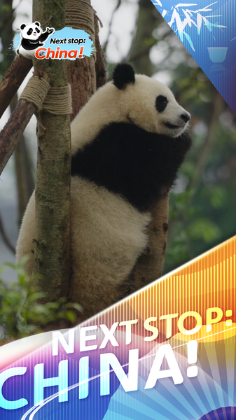 Chengdu’s Giant Pandas: Fluffy Superstars of the Chinese Mainland video poster