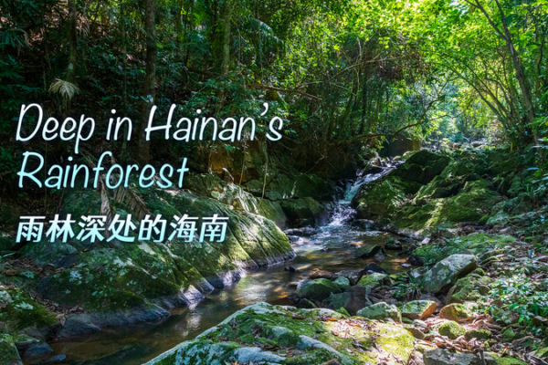 Live from Hainan’s Tropical Rainforest: Conservation in Action video poster
