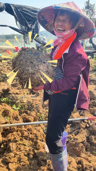 Hainan_s_Konjac_Harvest_Brings_Fields_to_Life_poster - News for amigos, by amigos Hainan_s_Konjac_Harvest_Brings_Fields_to_Life video poster