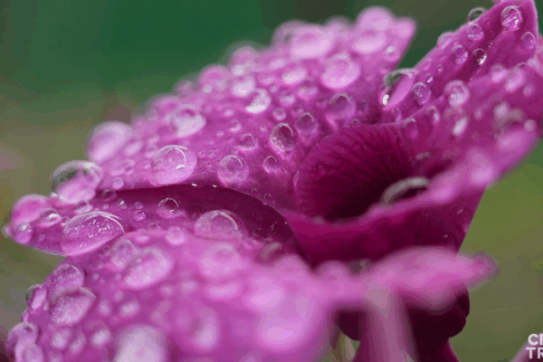 Hainan_s_Orchid_Kingdom__Blossoming_Economy_in_Dongfang