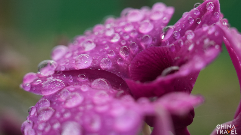 Hainan_s_Orchid_Kingdom__Blossoming_Economy_in_Dongfang