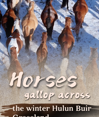Horses_Gallop_Across_Snowy_Hulun_Buir_Grassland video poster