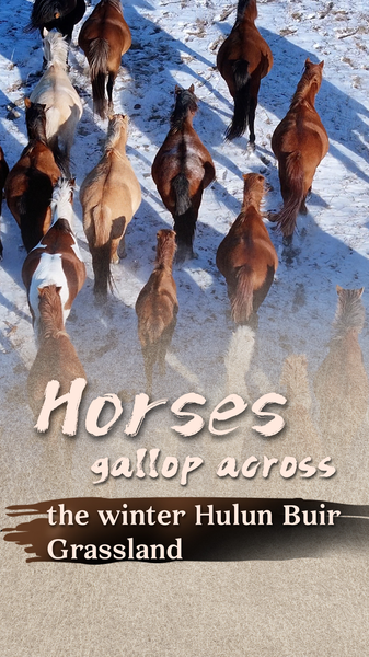 Horses_Gallop_Across_Snowy_Hulun_Buir_Grassland video poster