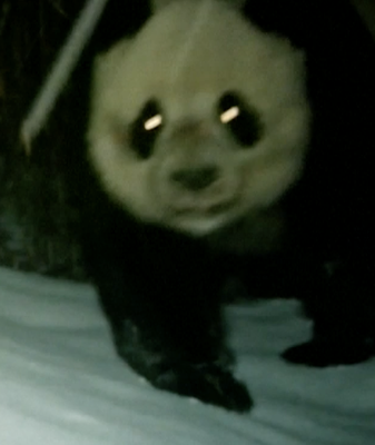 Infrared_Clips_Capture_Playful_Wild_Pandas_in_Sichuan_Forest video poster