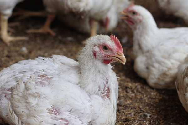 Japan_Confirms_11th_Bird_Flu_Outbreak_in_Hokkaido