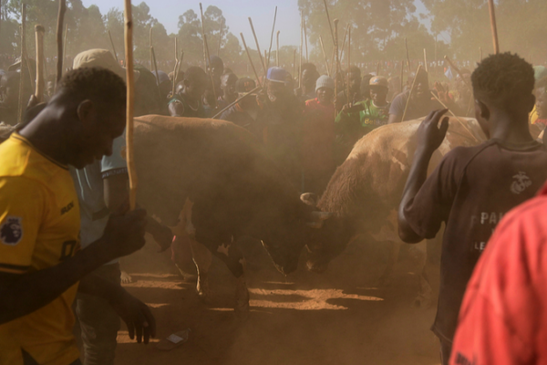 Kenya_s_Bullfighting_Tradition_Charges_Ahead_in_Kakamega_County