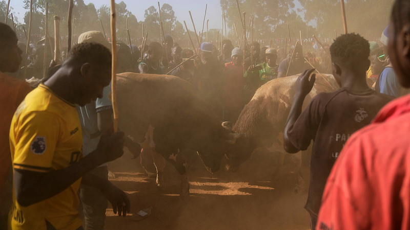 Kenya_s_Bullfighting_Tradition_Charges_Ahead_in_Kakamega_County - News for amigos, by amigos Kenya_s_Bullfighting_Tradition_Charges_Ahead_in_Kakamega_County