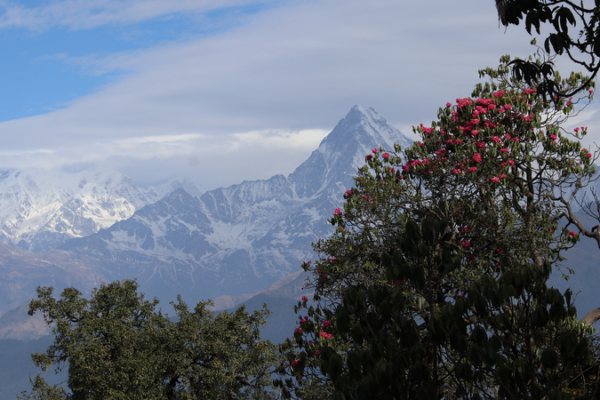 Life_Finds_a_Way__How_Mountains_Fuel_Alpine_Plant_Diversity
