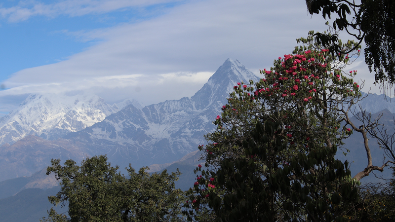Life_Finds_a_Way__How_Mountains_Fuel_Alpine_Plant_Diversity - News for amigos, by amigos Life_Finds_a_Way__How_Mountains_Fuel_Alpine_Plant_Diversity