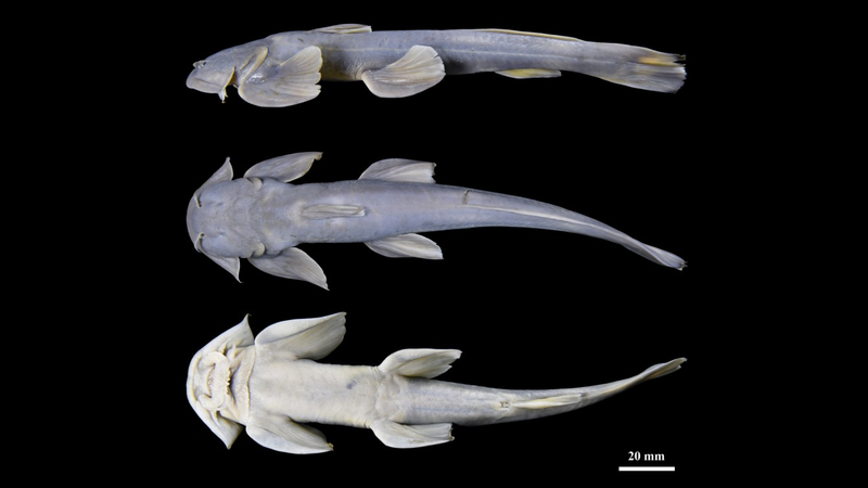 Meet_Glaridoglanis_verruciloba__New_Catfish_Species_Discovered_in_Xizang - News for amigos, by amigos Meet_Glaridoglanis_verruciloba__New_Catfish_Species_Discovered_in_Xizang