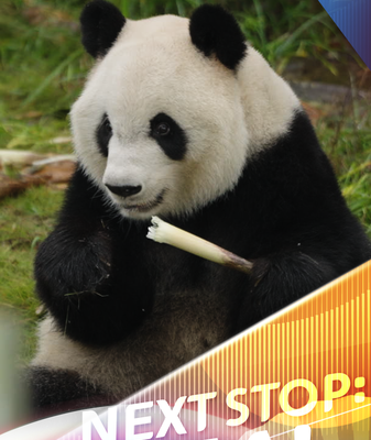 Meet_Xing_Ya__The_Laid_Back_Panda_Star_of_Chengdu video poster
