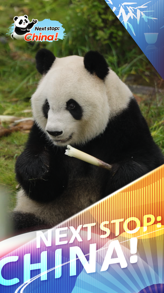Meet_Xing_Ya__The_Laid_Back_Panda_Star_of_Chengdu video poster