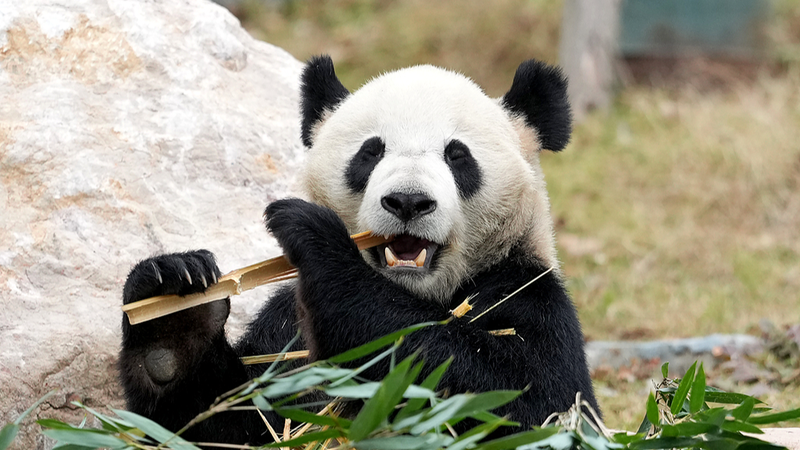 Mianyang_China_Giant_Panda_Garden_Opens_in_Sichuan
