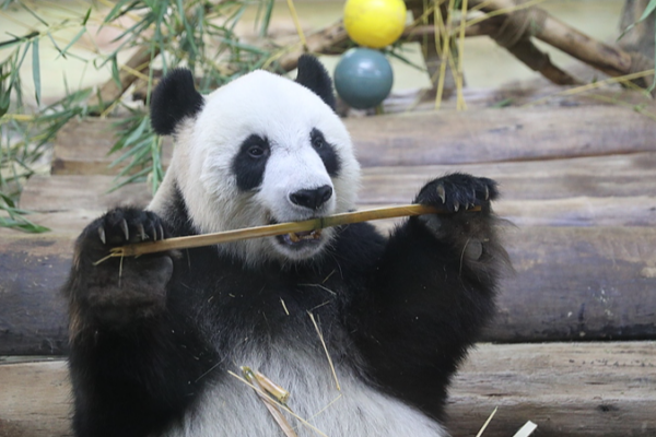 Hainan Ep.6: Shun Shun & Gong Gong’s Adorable Panda Moments video poster