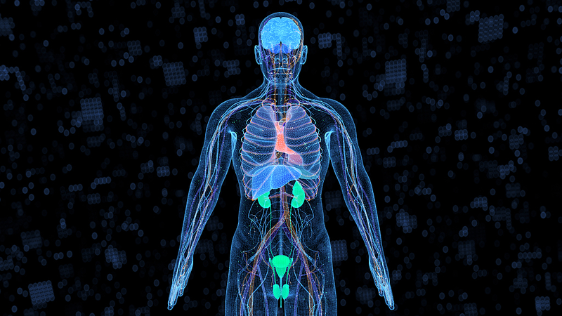 New_Model_Predicts_Aging_Across_13_Human_Organs