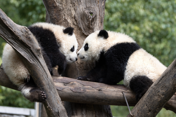 Inside the Chinese Mainland’s New Giant Panda Paradise video poster