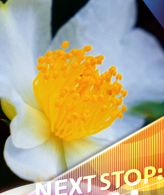 Oil_Tea_Camellias_Bloom_in_Tunchang__Driving_Rural_Revival video poster