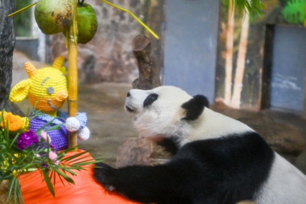 Panda_Playtime_in_Hainan__Meet_Shun_Shun_and_Gong_Gong video poster