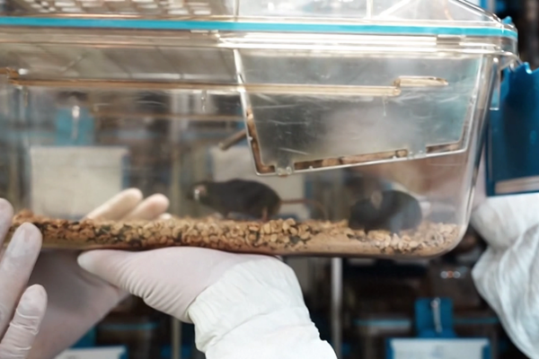 Public_Chooses_Names_for_Space_Mice__Wangtian__Lanyue__Zhuiyun___Zhumeng