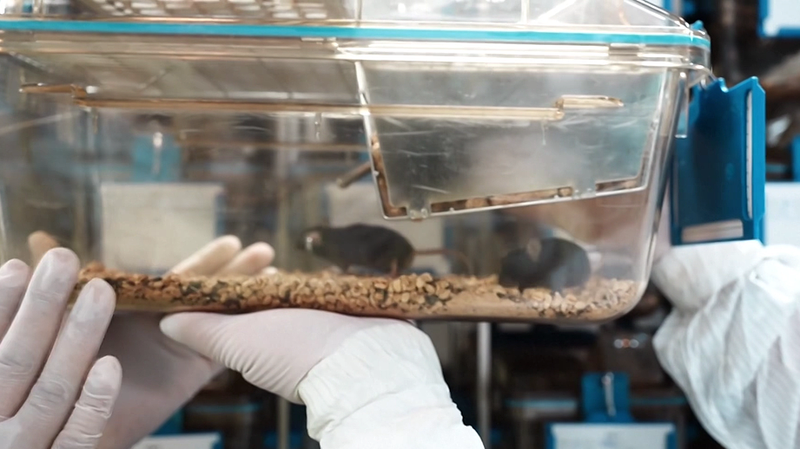 Public_Chooses_Names_for_Space_Mice__Wangtian__Lanyue__Zhuiyun___Zhumeng