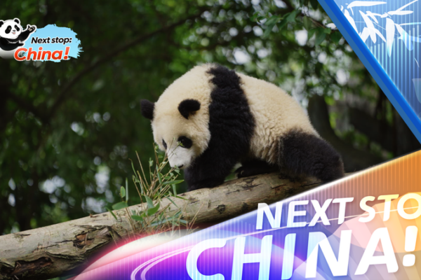 Pandas Everywhere in Chengdu: Parks, Art & Chills 🐼 video poster