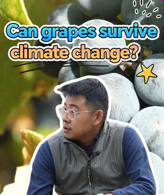Sino_French_Genomics__Can_Grapes_Beat_Climate_Change_ video poster