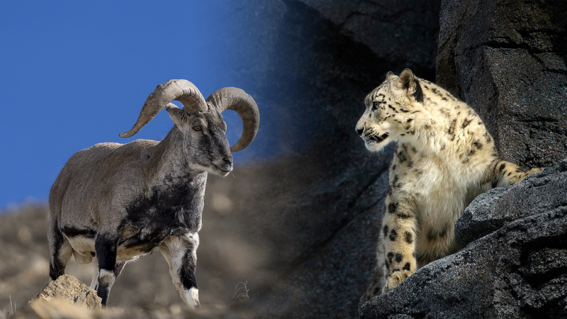 Snow_Leopard_s_Dramatic_Hunt_Ends_with_Blue_Sheep_Escape video poster