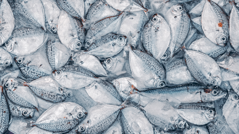 Study_Maps_PFAS__Forever_Chemicals__Journey_from_Fish_to_Humans