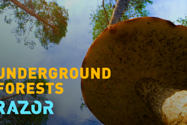 The_Hidden_Fungal_Network_Saving_Our_Forests video poster