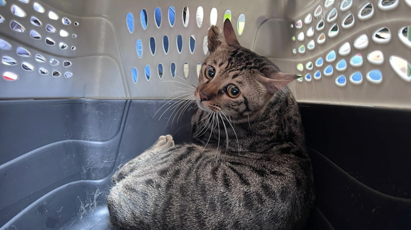 _They_re_Family___Hong_Kong_s_Wang_Fuk_Court_Fire_Pet_Rescue video poster