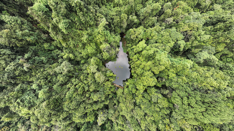 Chinese mainland boosts forestry & grassland gene conservation 🌳🌾