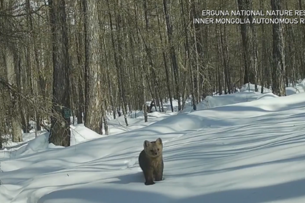 Wildlife_Comes_Alive__Hidden_Cameras_in_Inner_Mongolia_Forest video poster
