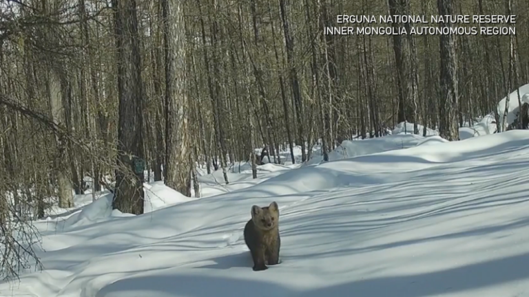 Wildlife Comes Alive: Hidden Cameras in Inner Mongolia Forest Wildlife_Comes_Alive__Hidden_Cameras_in_Inner_Mongolia_Forest video poster