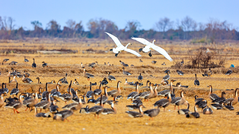 Winter_Wonderland__Poyang_Lake_s_Migratory_Bird_Bash