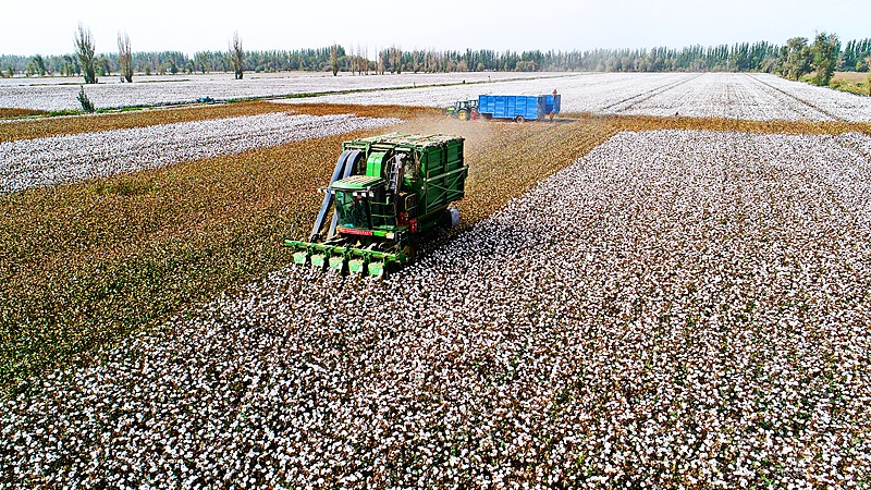 Xinjiang_Sets_Record_with_6_165M_Tonnes_of_Cotton_in_2025 - News for amigos, by amigos Xinjiang_Sets_Record_with_6_165M_Tonnes_of_Cotton_in_2025