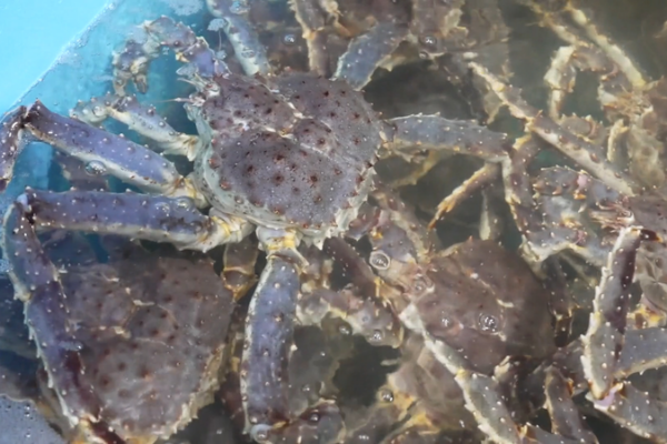 Xinjiang_s_Jimunai_Port_Hits_Record__14_3M_King_Crab_Imports video poster