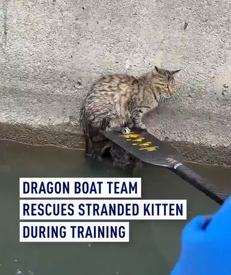 Suzhou Dragon Boat Crew Rescues Stranded Kitten 🐱🛶 video poster