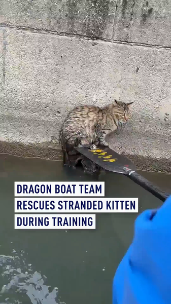 Suzhou Dragon Boat Crew Rescues Stranded Kitten 🐱🛶 video poster