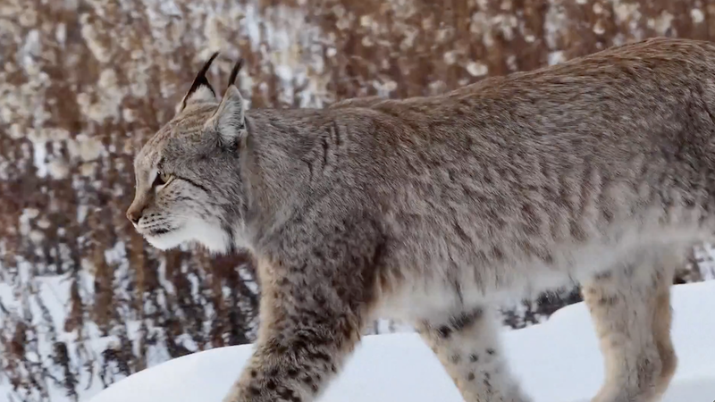 ZC5XOCMX32C4F1JVPNA6 - News for amigos, by amigos Rare Lynx and Moose Captured in Heilongjiang’s Winter Wonderland video poster