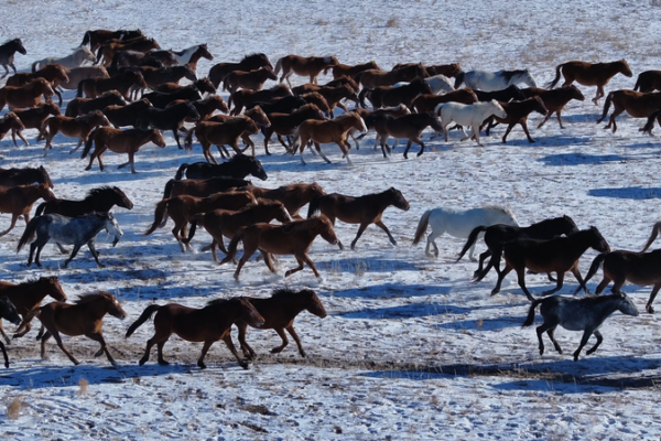 A Horse’s Journey Home: Finding Spring Festival Spirit on the Grasslands