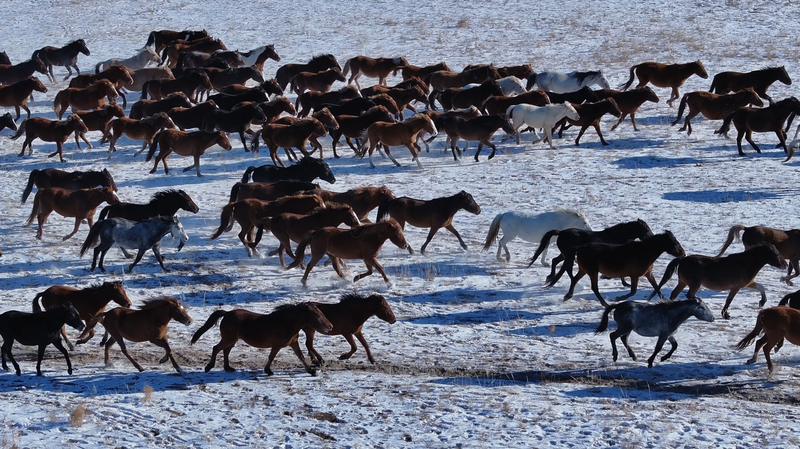 A Horse’s Journey Home: Finding Spring Festival Spirit on the Grasslands