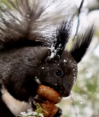 Minor Cold (Xiao Han) Arrives: Nature’s Winter Pause Before Spring video poster