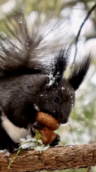 Minor Cold (Xiao Han) Arrives: Nature’s Winter Pause Before Spring video poster