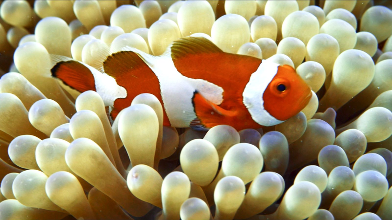 Amazing_Sansha_Ep__7__Clownfish_Communities___Gender_Swaps video poster